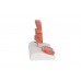 model hemoroidów - 3b smart anatomy - 1000315 [k27] 3b scientific modele anatomiczne 4